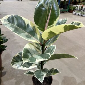 Ficus Elastica Tineke P17
