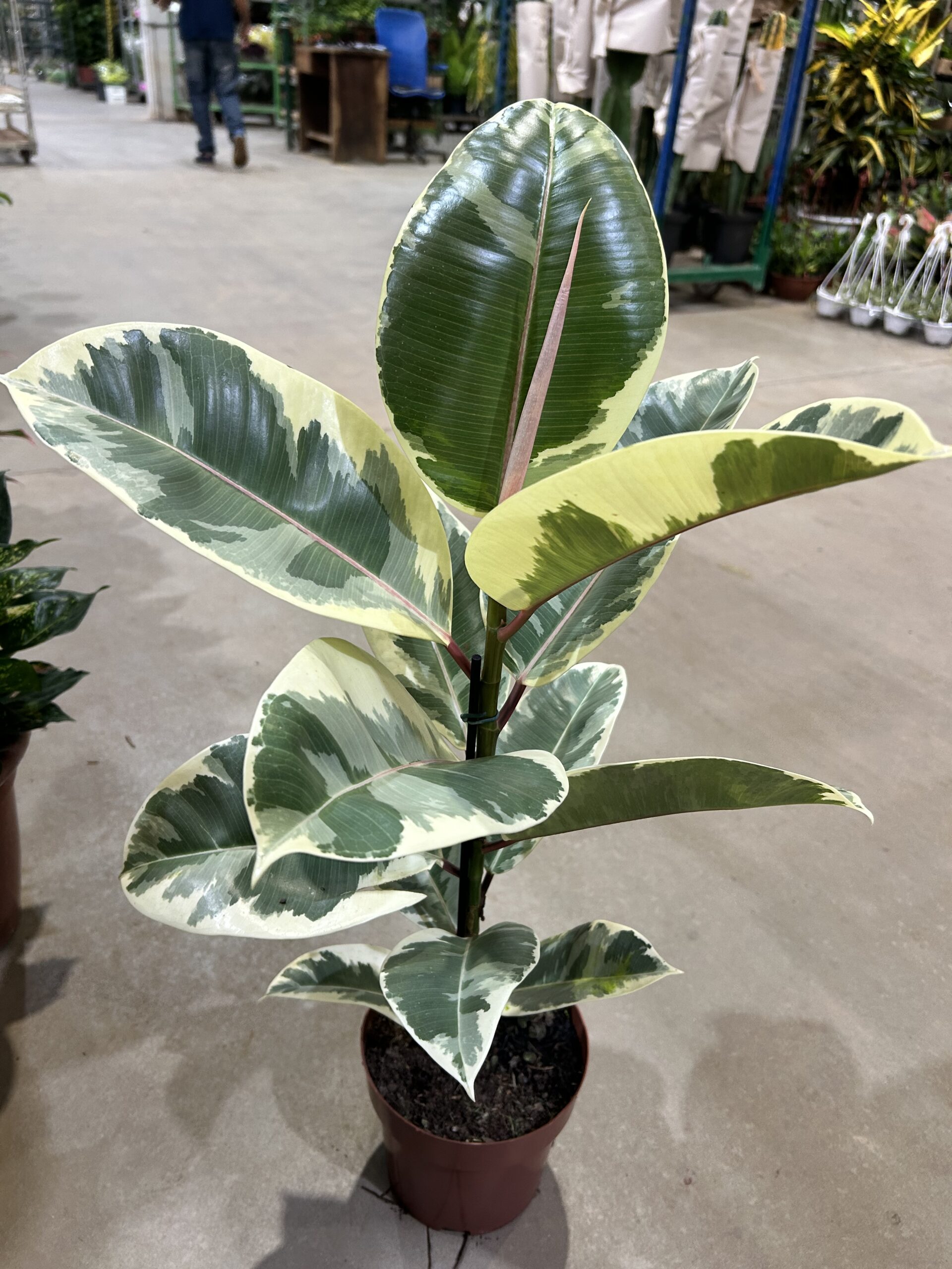 Ficus Elastica Tineke P17