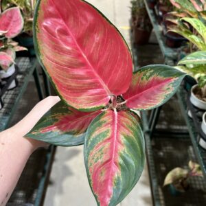 Aglaonema Chilli Red P12