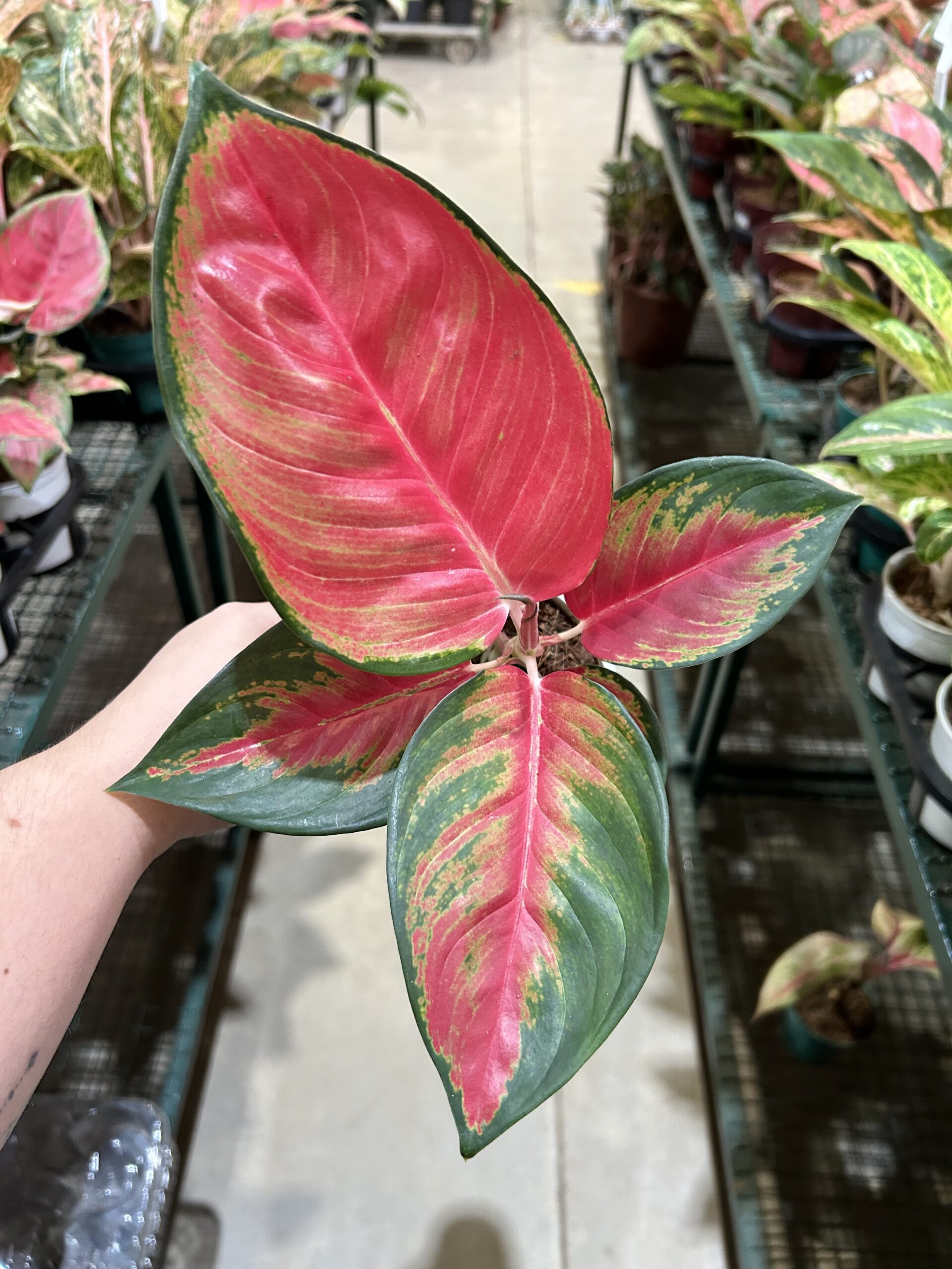 Aglaonema Chilli Red P12