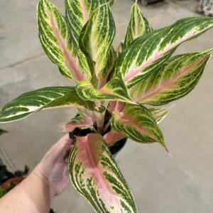 Aglaonema Panama Pink P12
