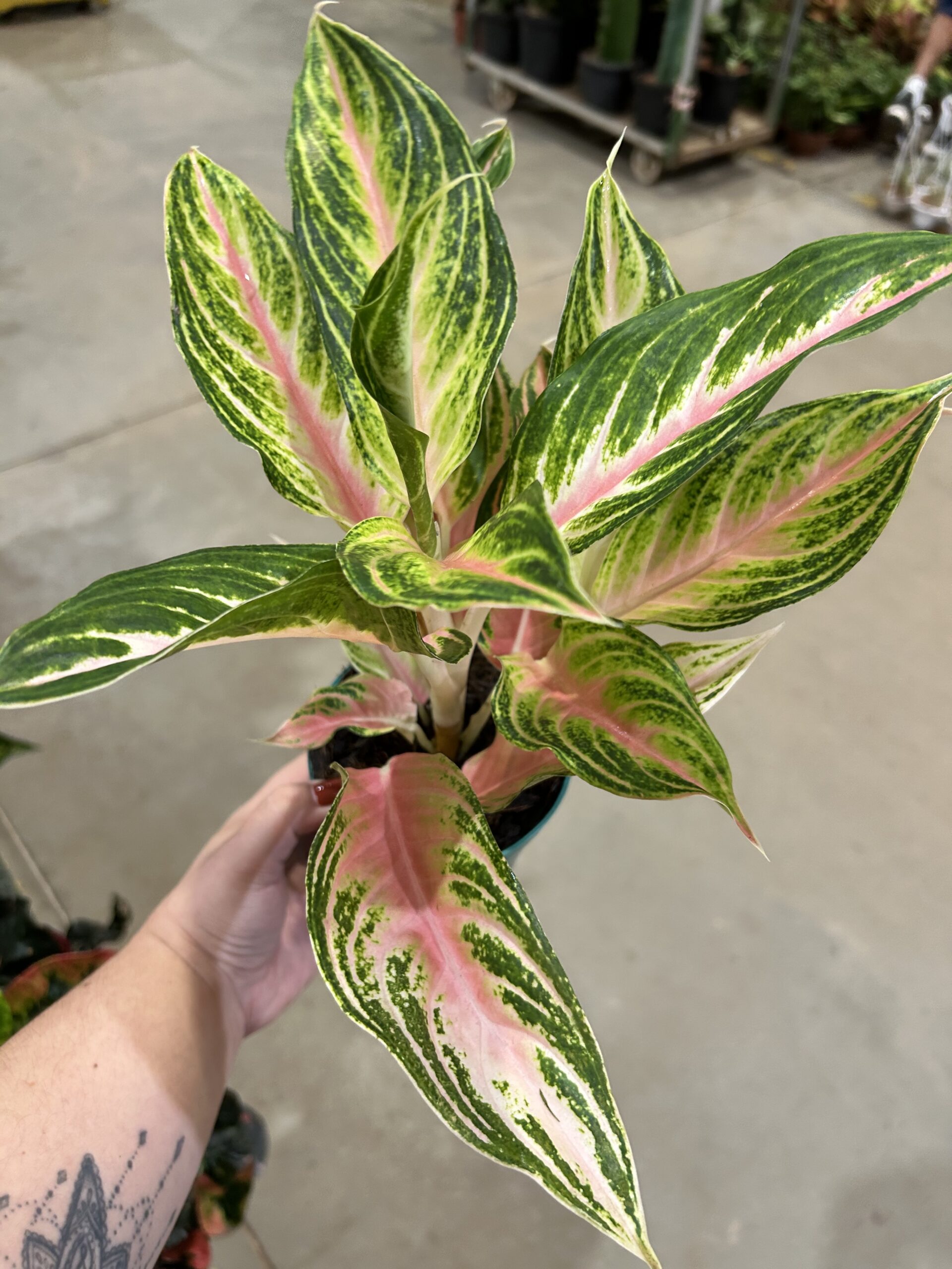 Aglaonema Panama Pink P12
