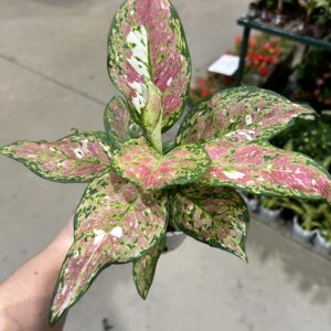 Aglaonema Anyamanee Tricolor P12
