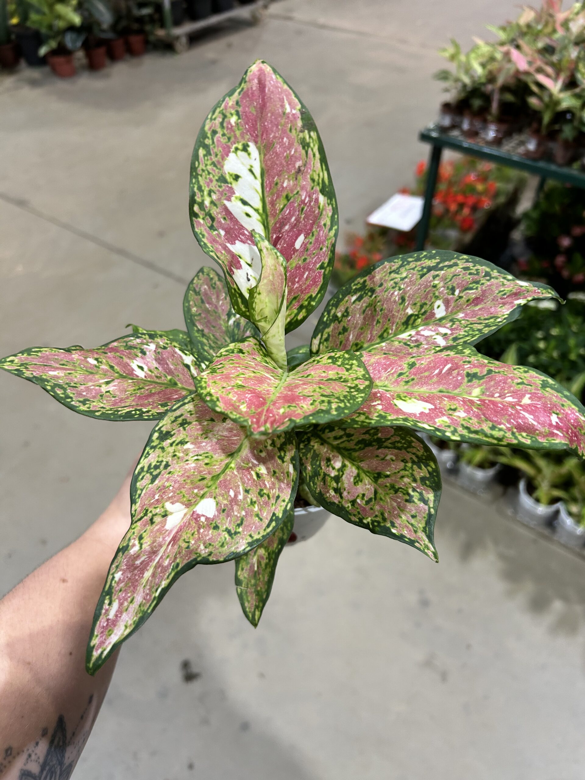 Aglaonema Anyamanee Tricolor P12