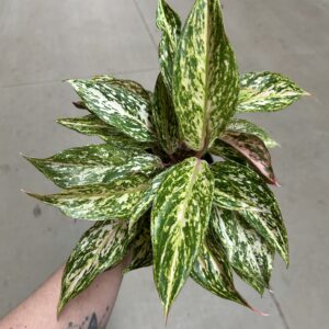 Aglaonema Butterfly White P12