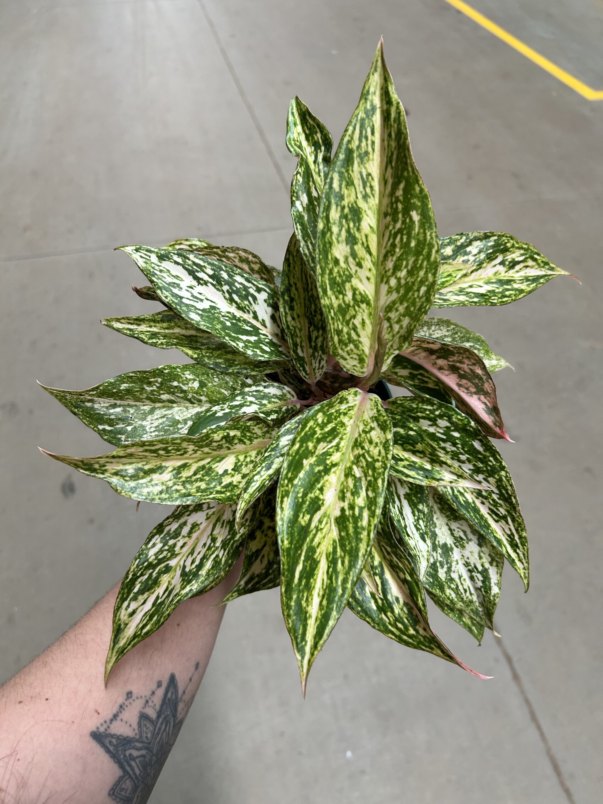 Aglaonema Butterfly White P12