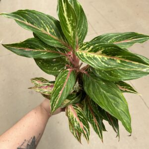 Aglaonema Butterfly P12