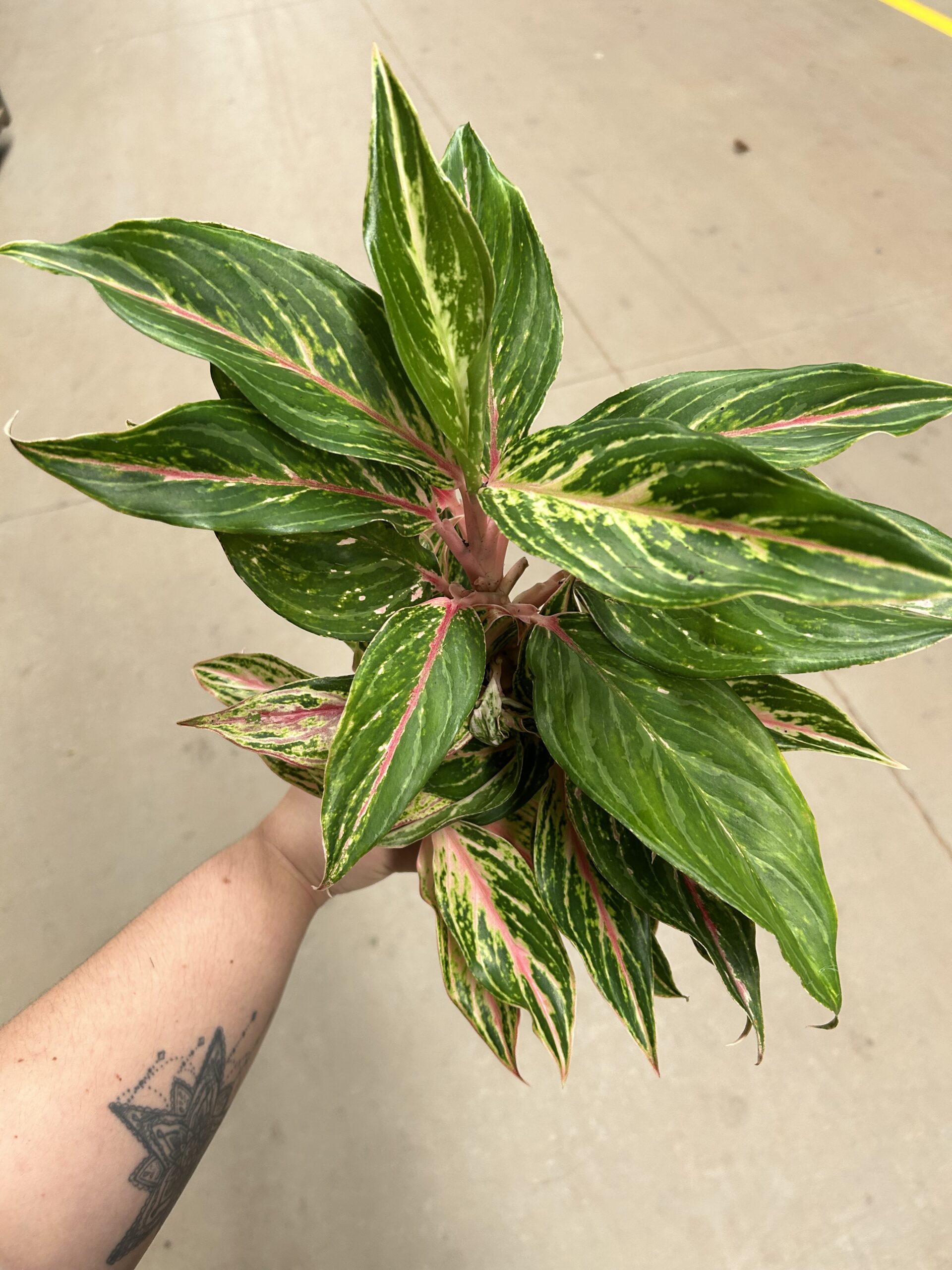 Aglaonema Butterfly P12