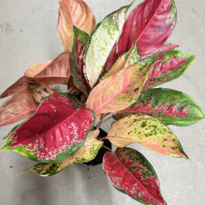 Aglaonema Red Cochin P12