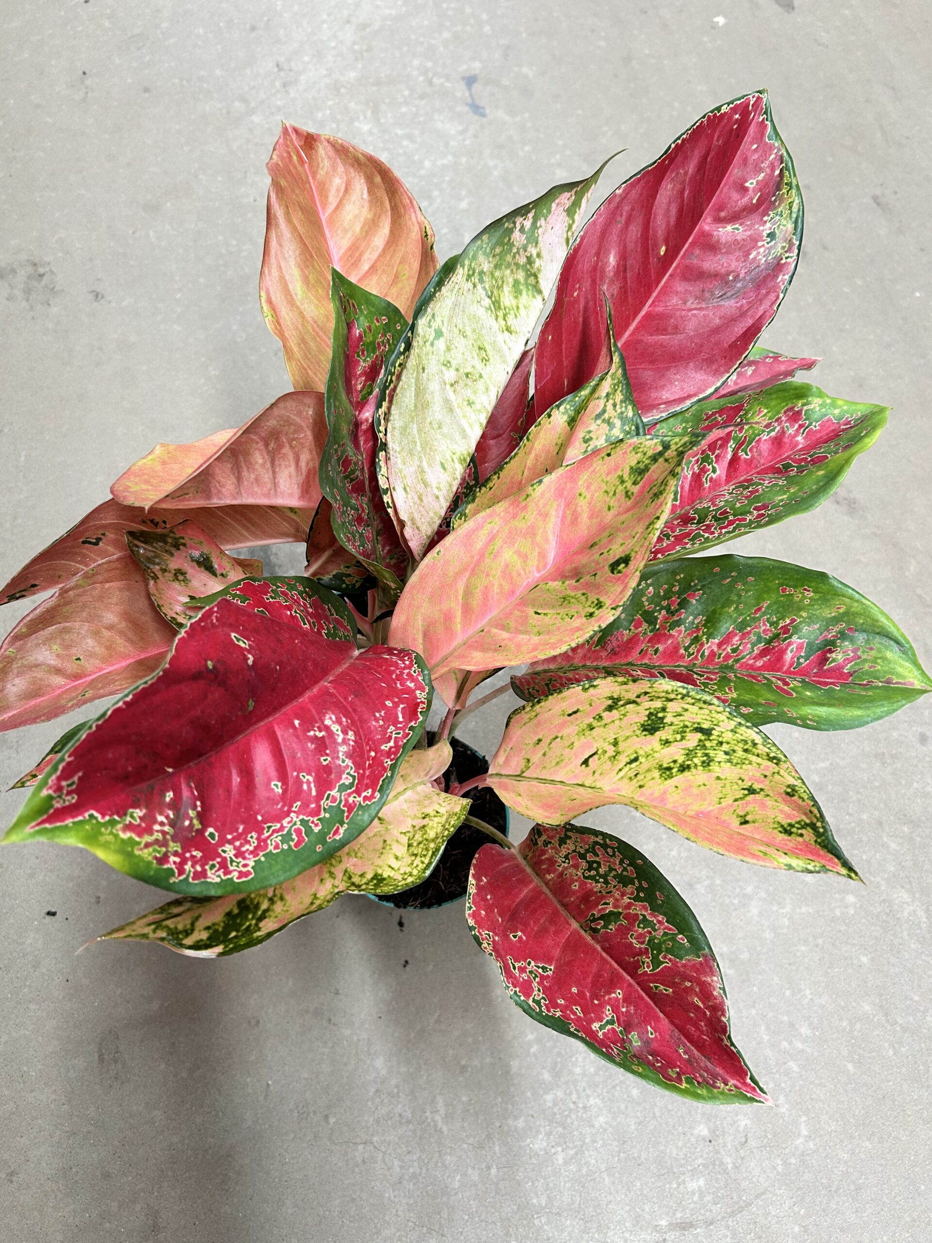 Aglaonema Red Cochin P12