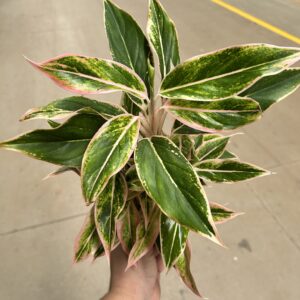 Aglaonema Pink Aurora P12