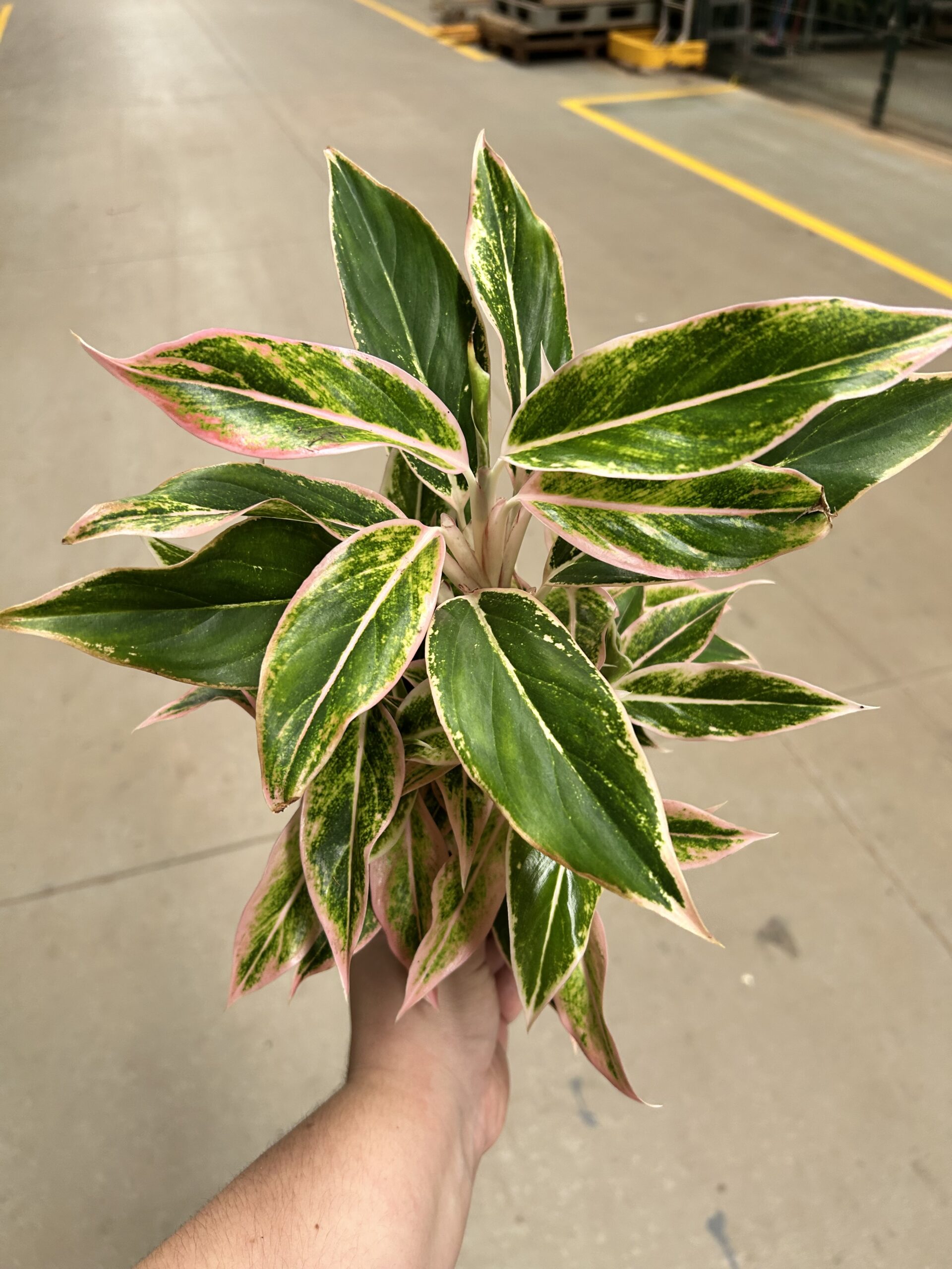 Aglaonema Pink Aurora P12