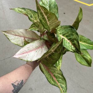 Aglaonema Frozen P12