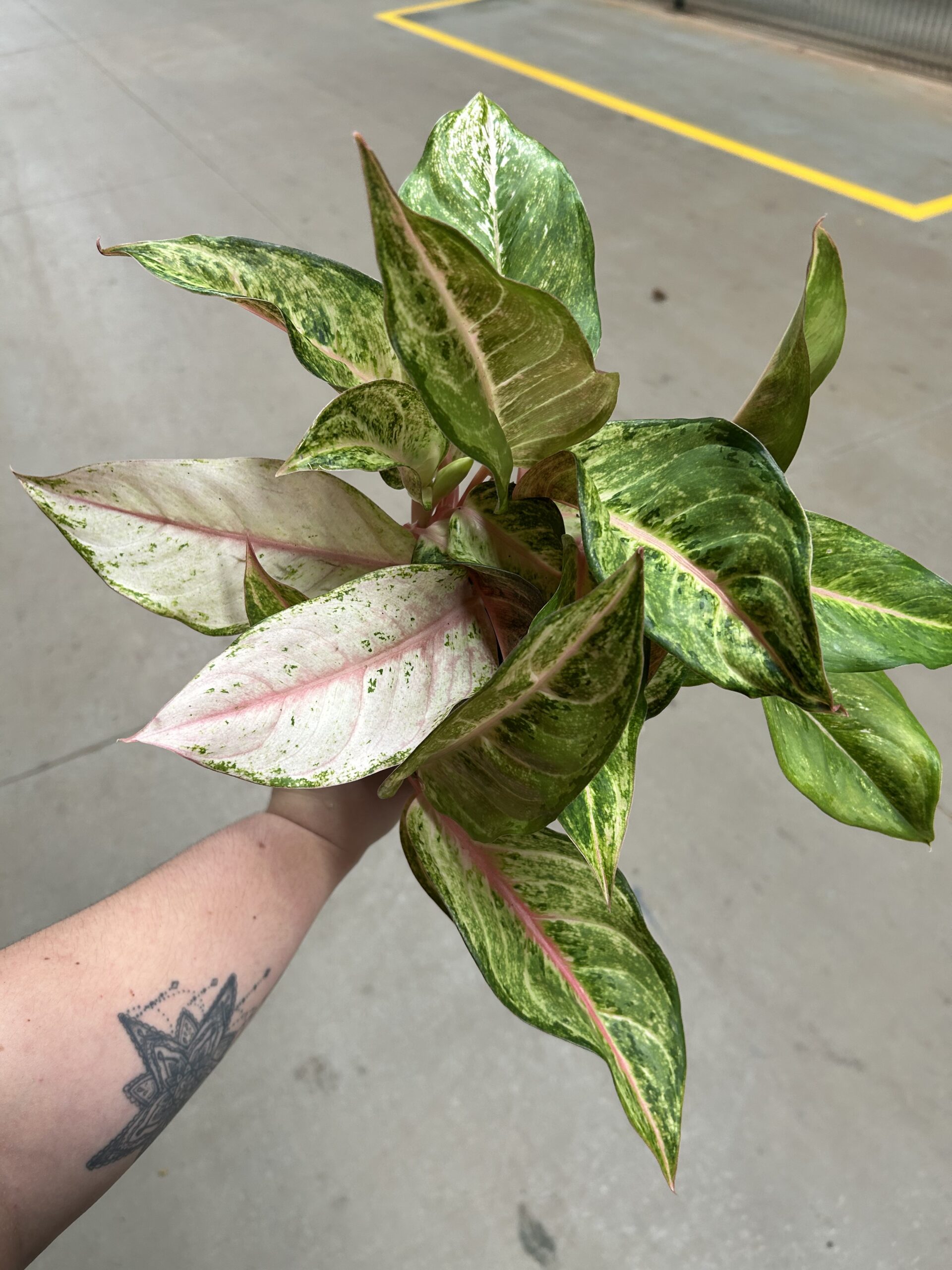 Aglaonema Frozen P12