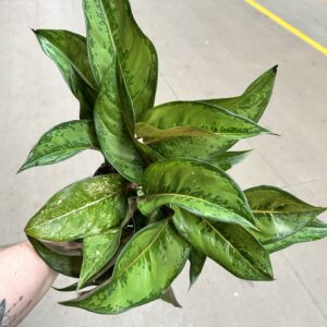 Aglaonema Green Frozen P12