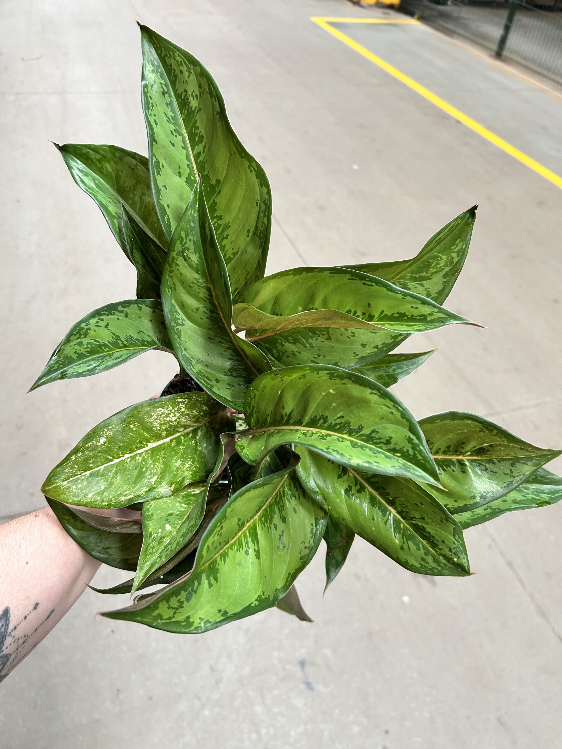 Aglaonema Green Frozen P12