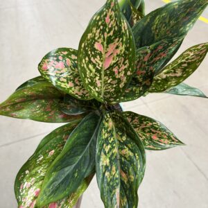 Aglaonema Valentine P12