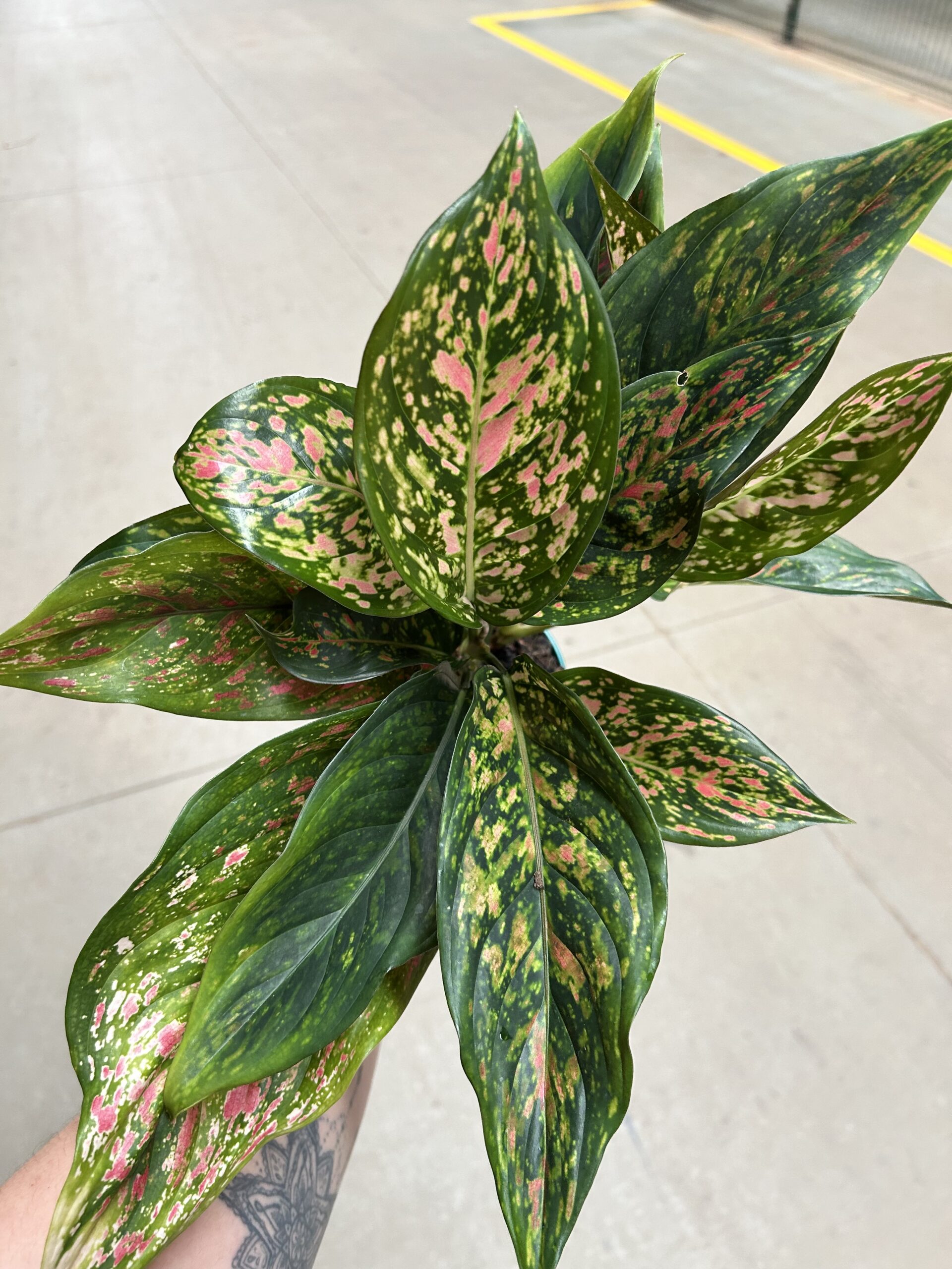 Aglaonema Valentine P12