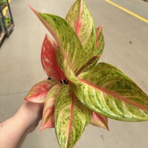 Aglaonema Diamond Star P12