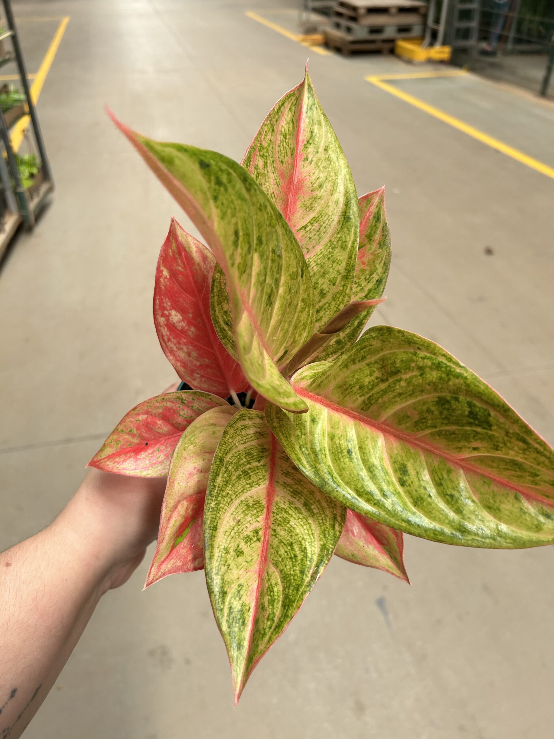 Aglaonema Diamond Star P12