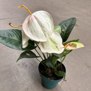 Anthurium 'Rabinho de Porco' BRANCO P15