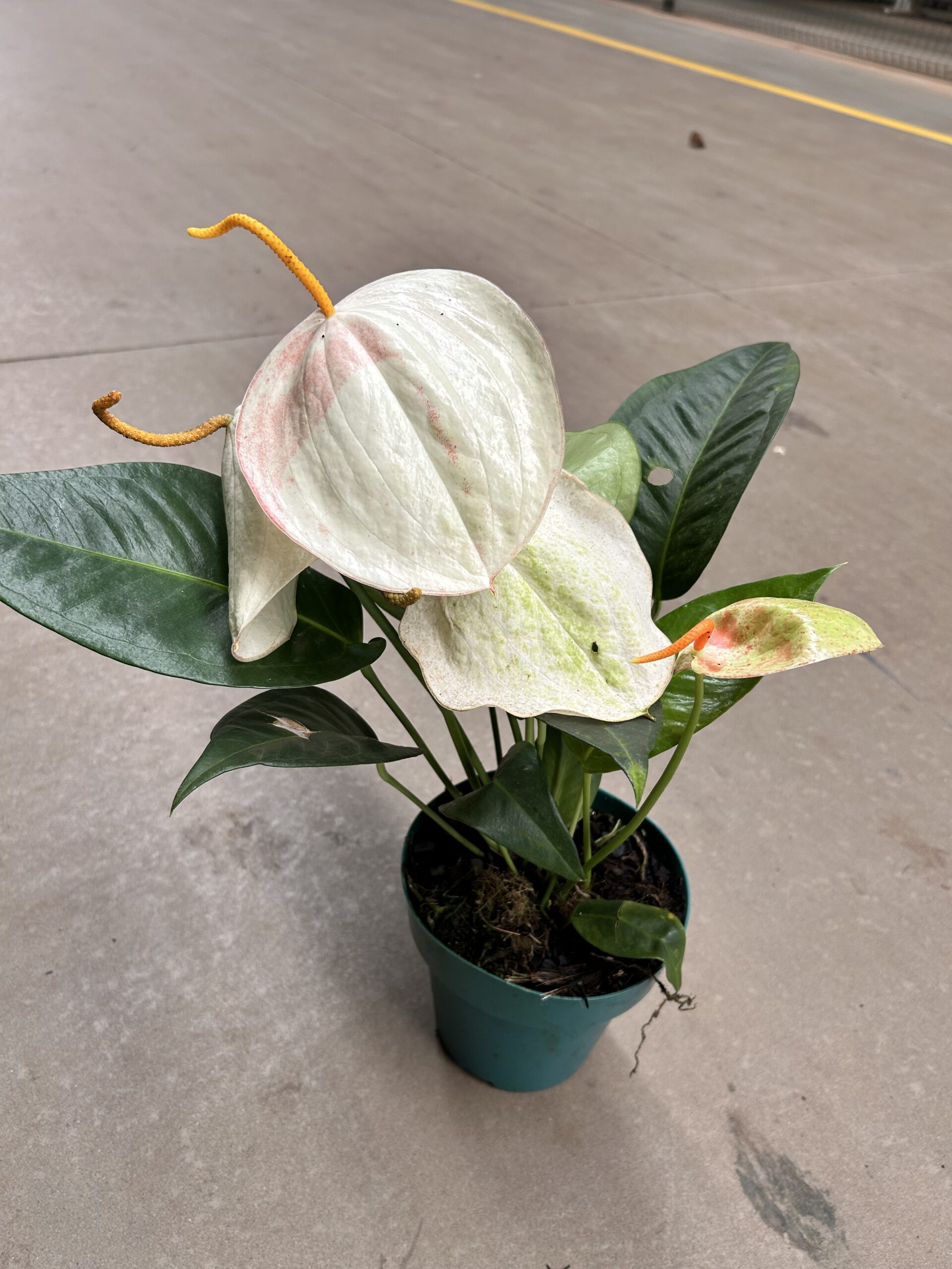 Anthurium 'Rabinho de Porco' BRANCO P15