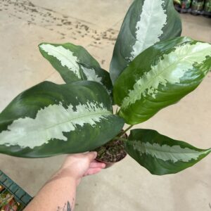 Aglaonema Pataya P12