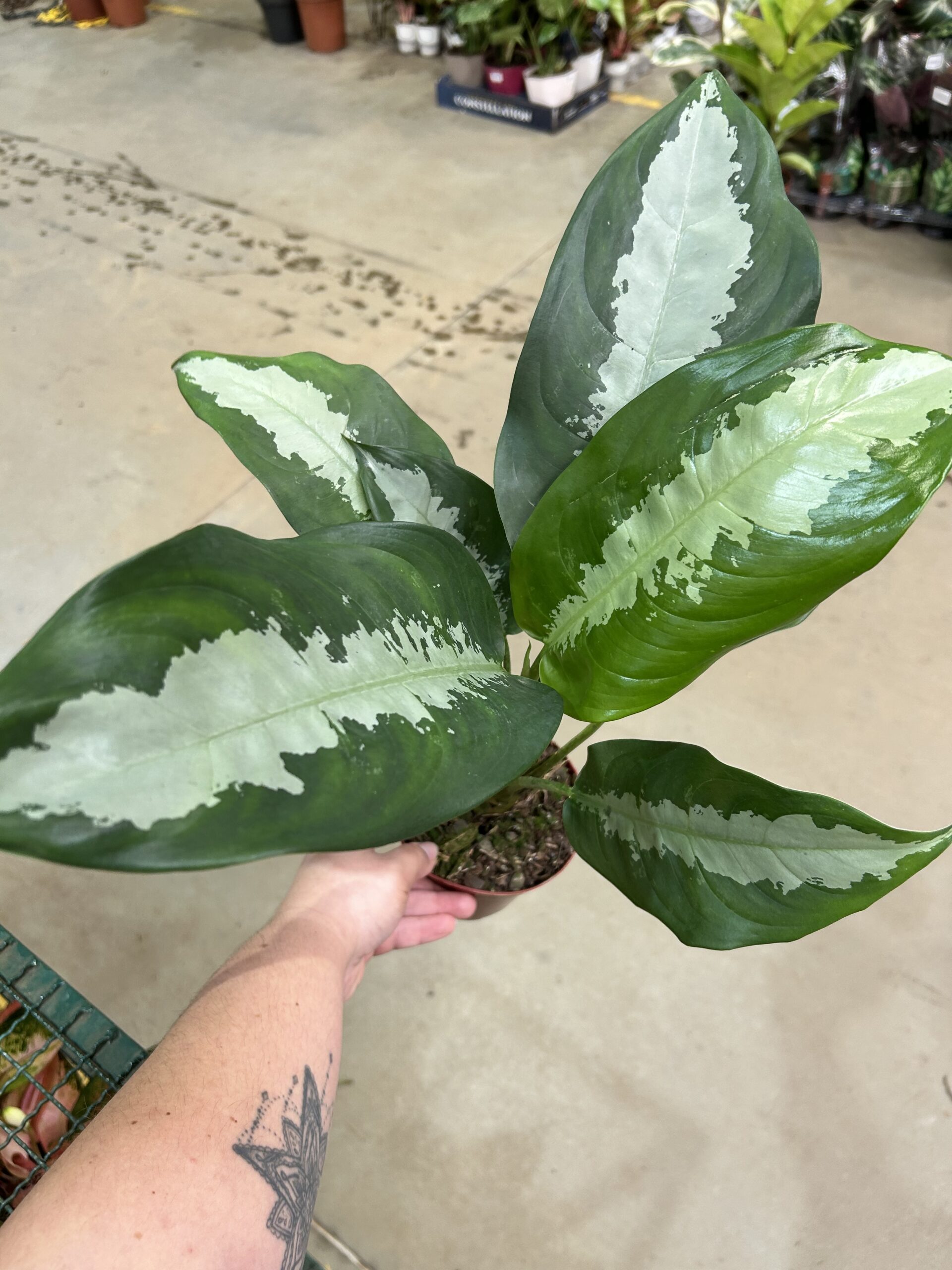 Aglaonema Pataya P12