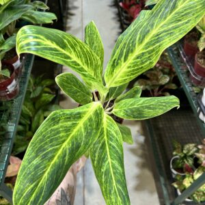 Aglaonema Queen P12