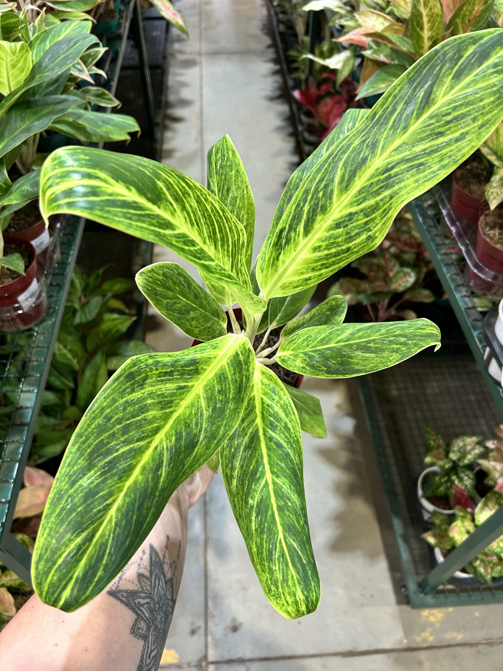 Aglaonema Queen P12