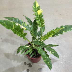 Philodendron Ring Of Fire Variegata P24