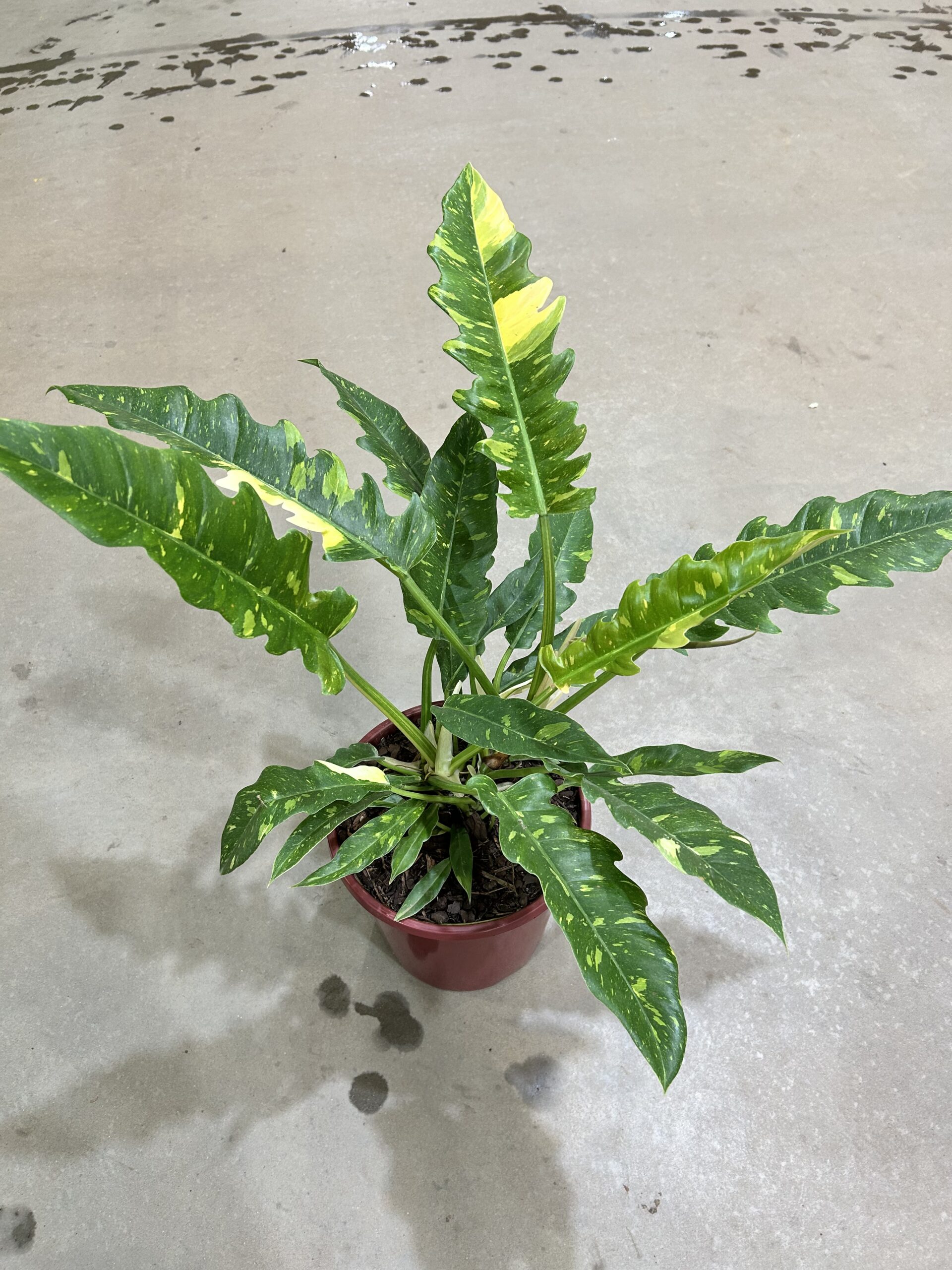 Philodendron Ring Of Fire Variegata P24