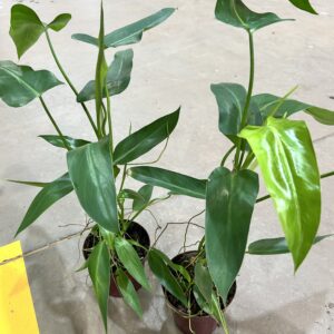 Philodendron Spiritus Sancti P12