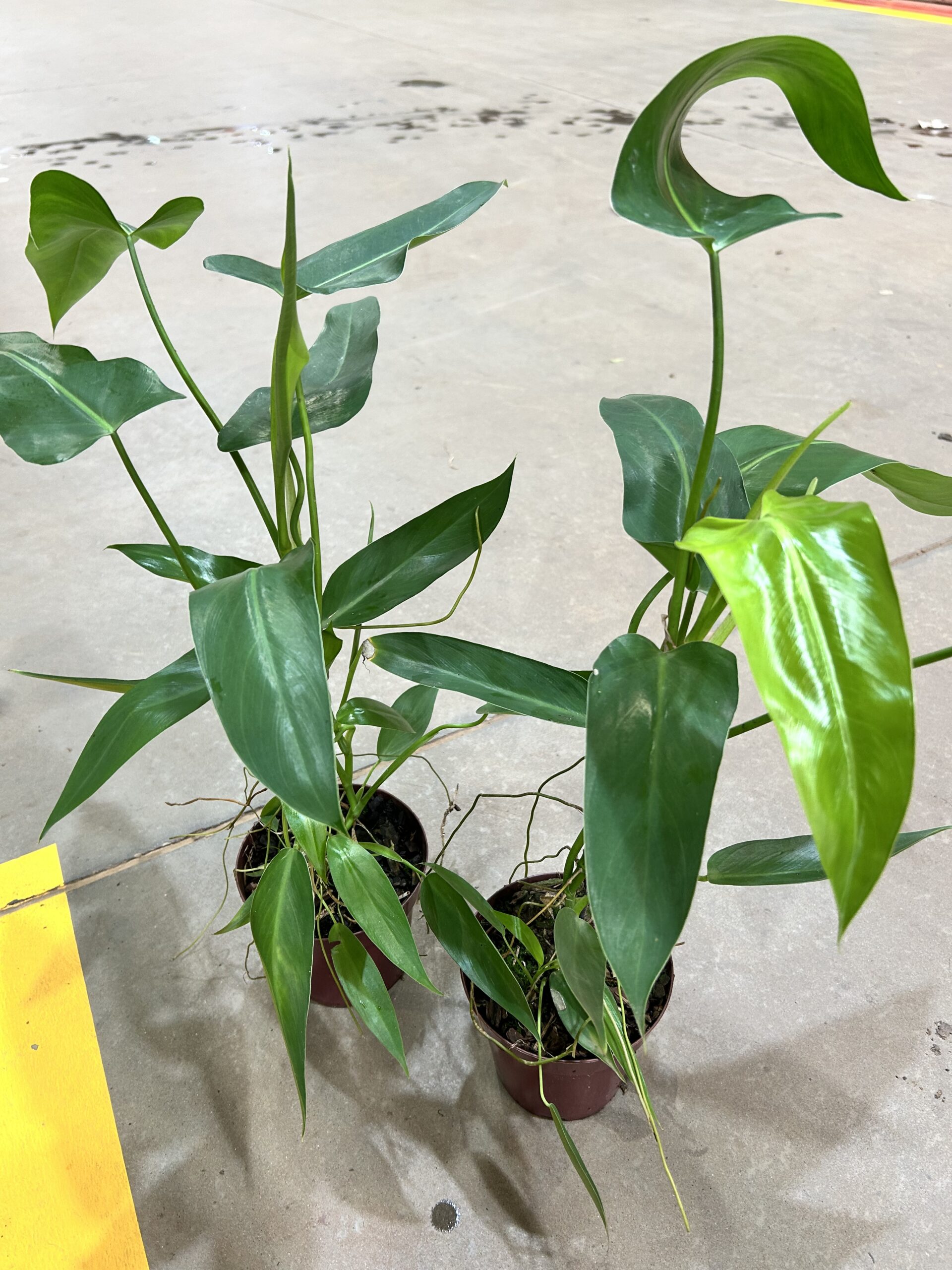 Philodendron Spiritus Sancti P12
