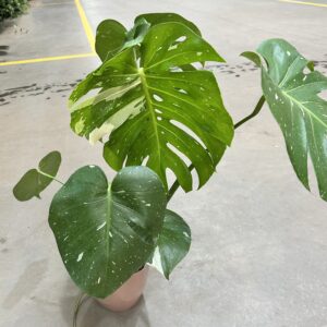 Monstera ‘Thai Constrlation’ Variegata P18