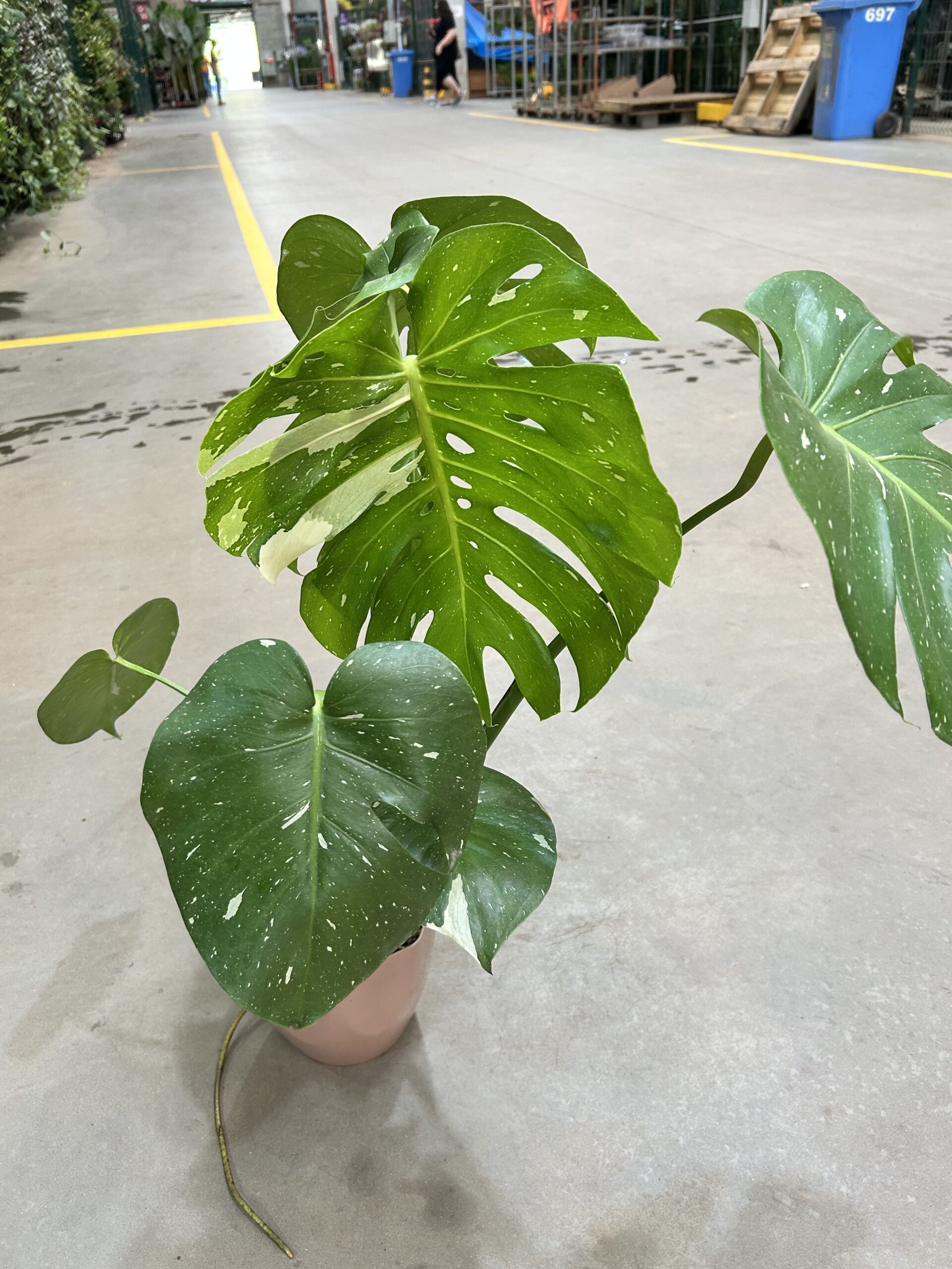 Monstera ‘Thai Constrlation’ Variegata P18