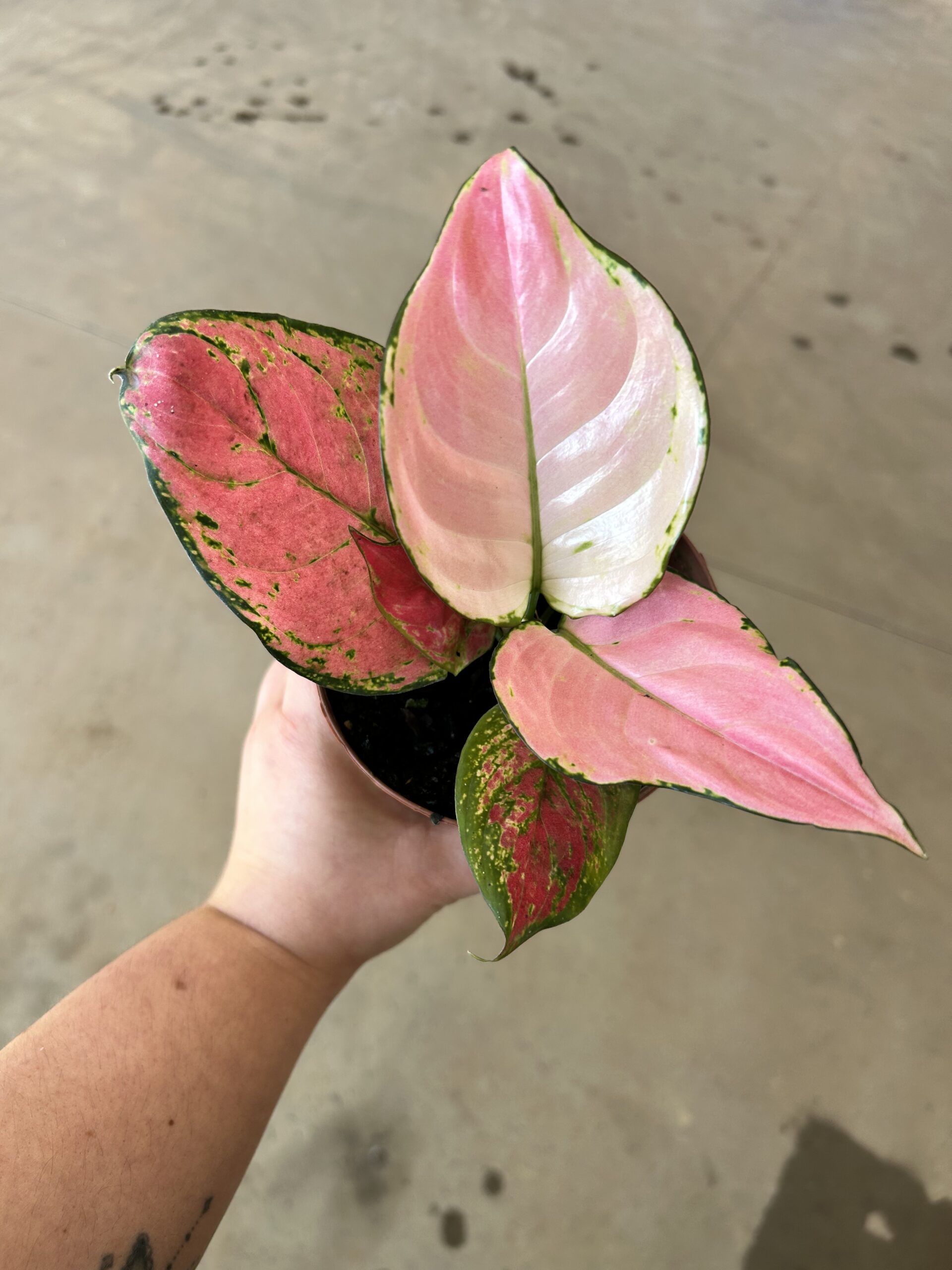 Aglaonema Geely Red P12