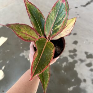Aglaonema Creta P12