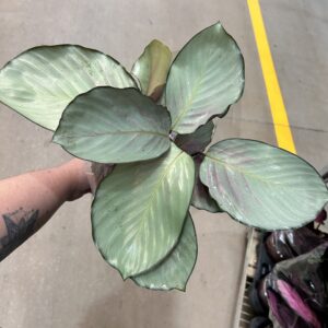 Calathea Silver Plate P17