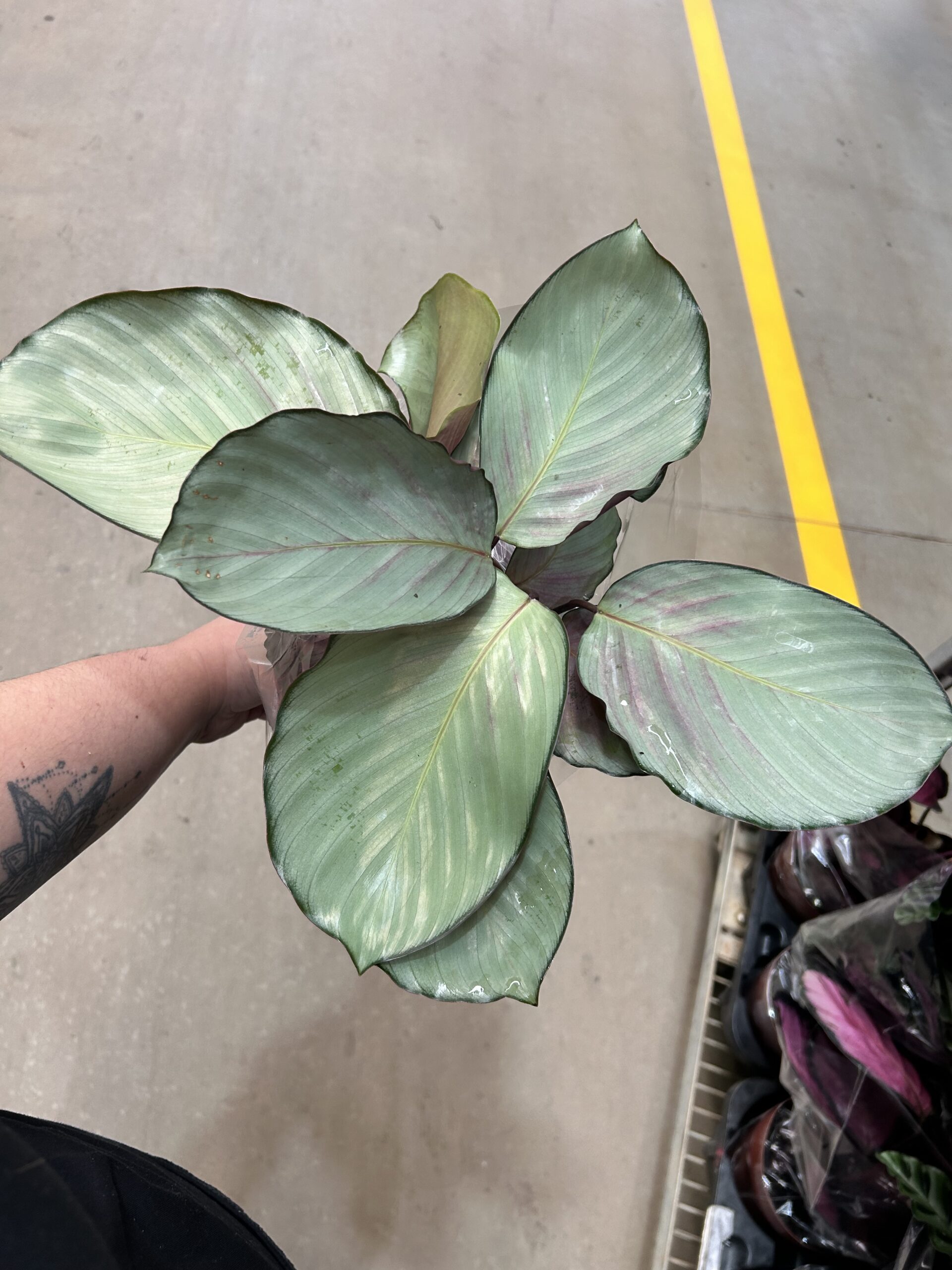 Calathea Silver Plate P17