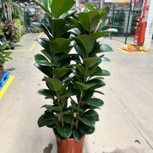 Ficus Elastica Cloe P40 Torre 4H