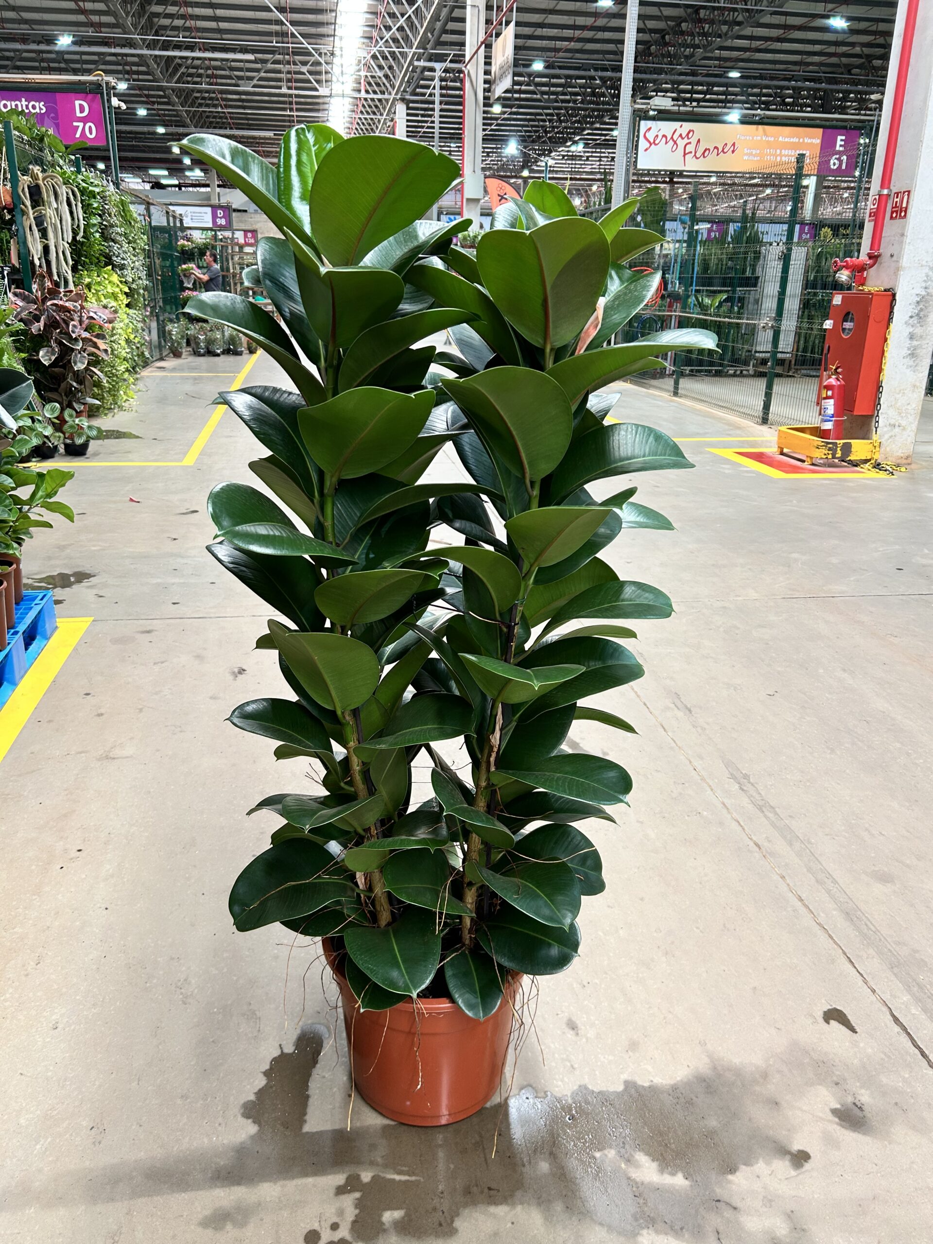 Ficus Elastica Cloe P40 Torre 4H