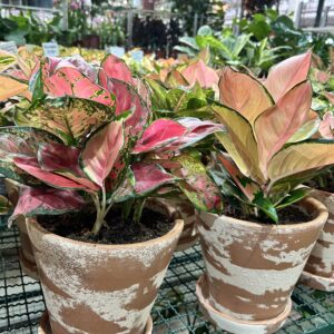 Aglaonema no Vaso Decorado P