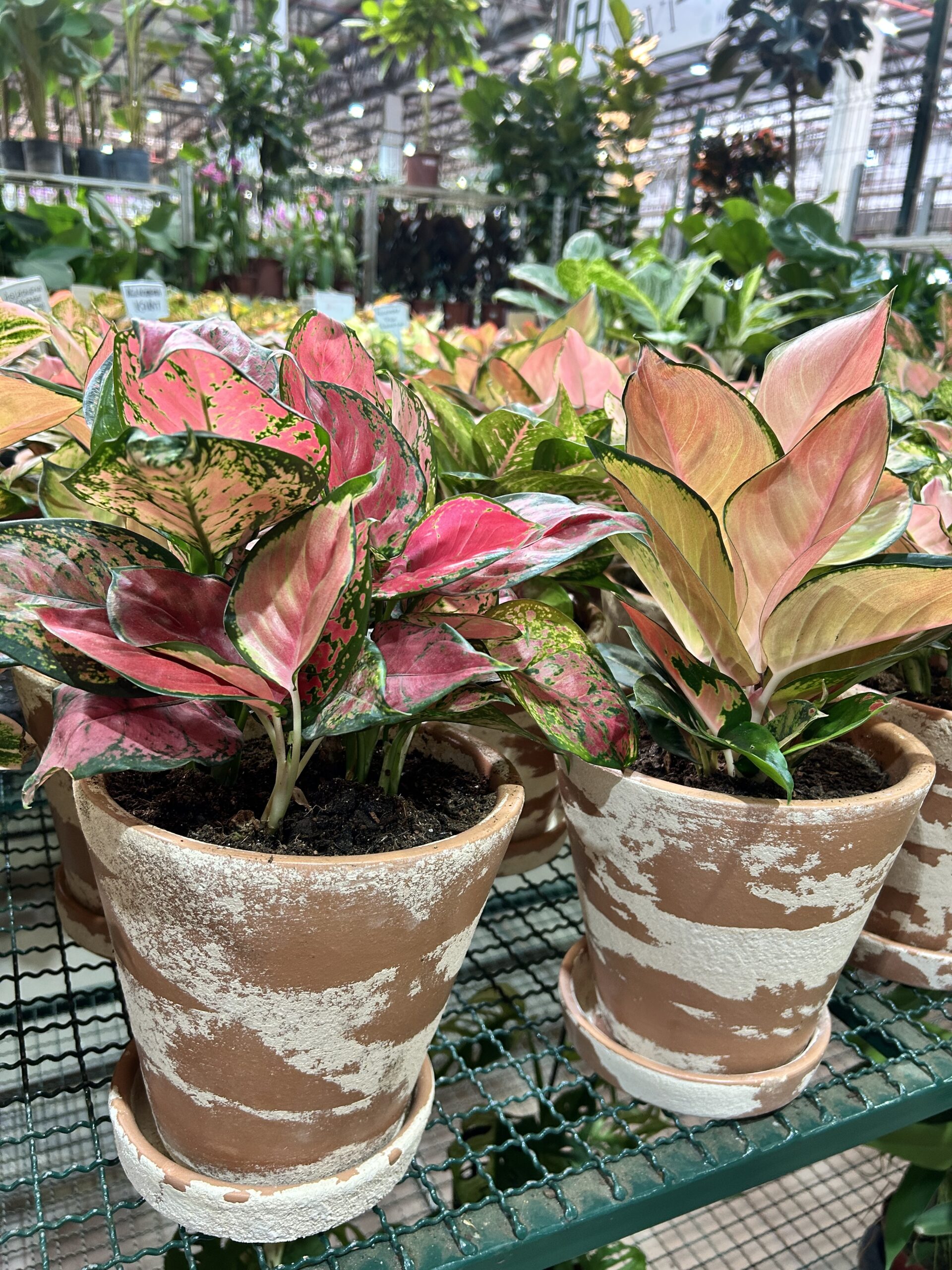 Aglaonema no Vaso Decorado P