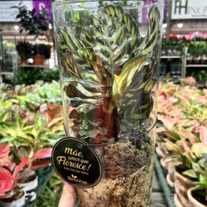 Terrário Calathea Makoyana