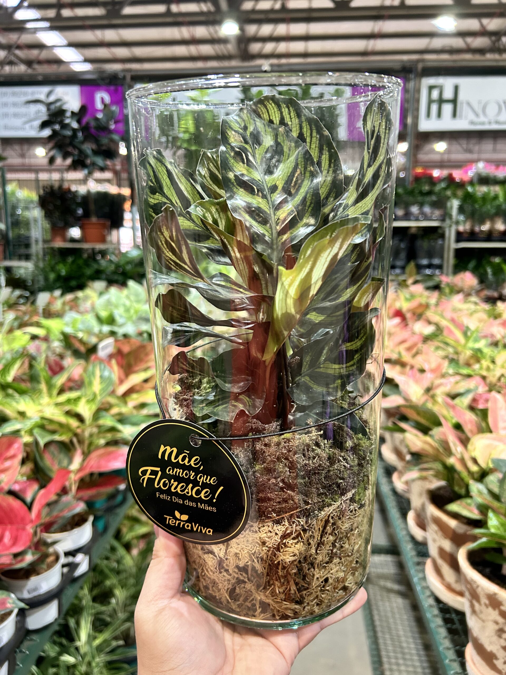 Terrário Calathea Makoyana