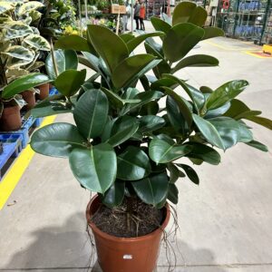 Ficus Elastica Cloe P40 Arvore
