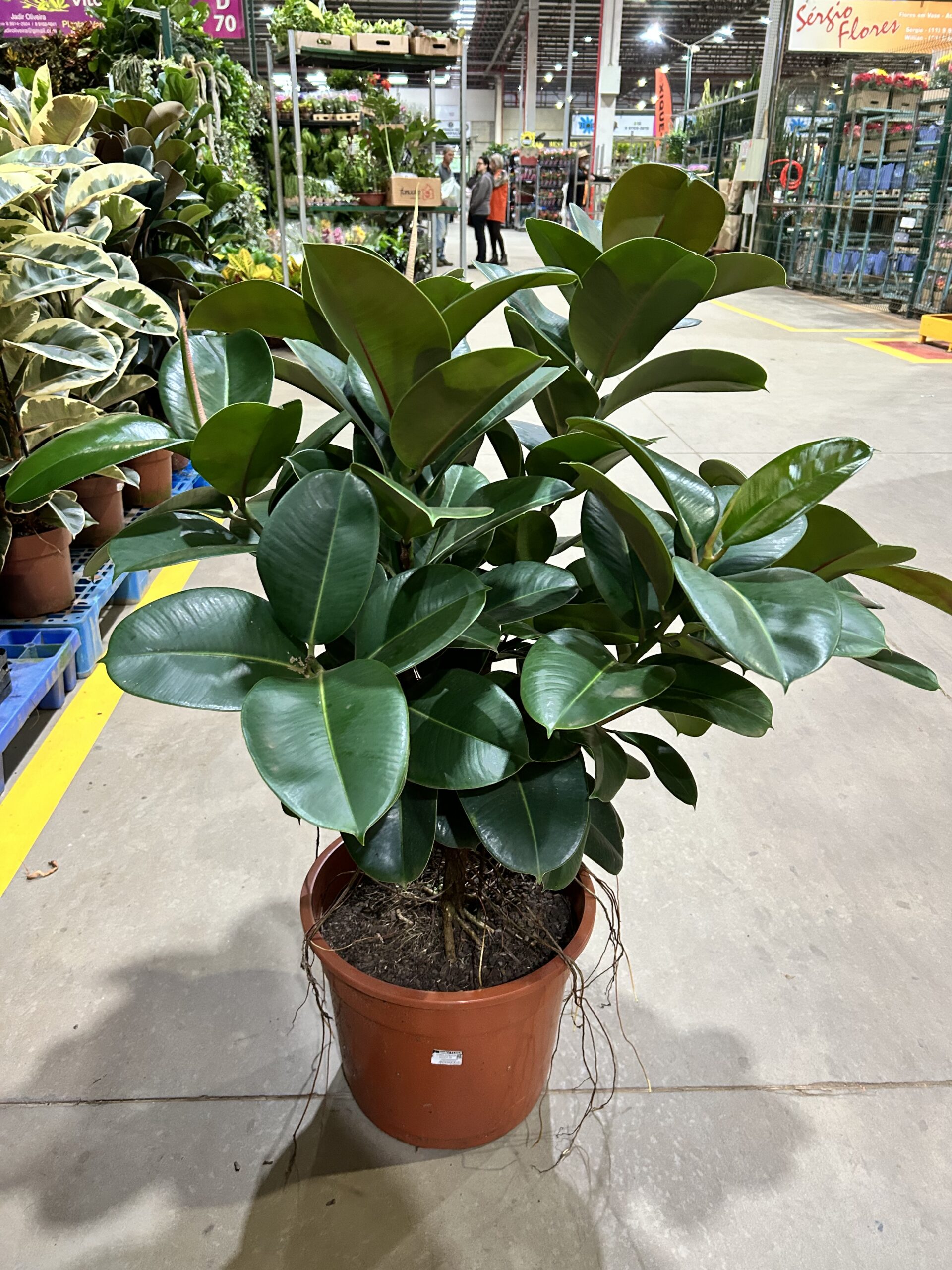 Ficus Elastica Cloe P40 Arvore
