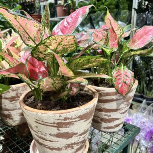 Aglaonema no Vaso Decorado G