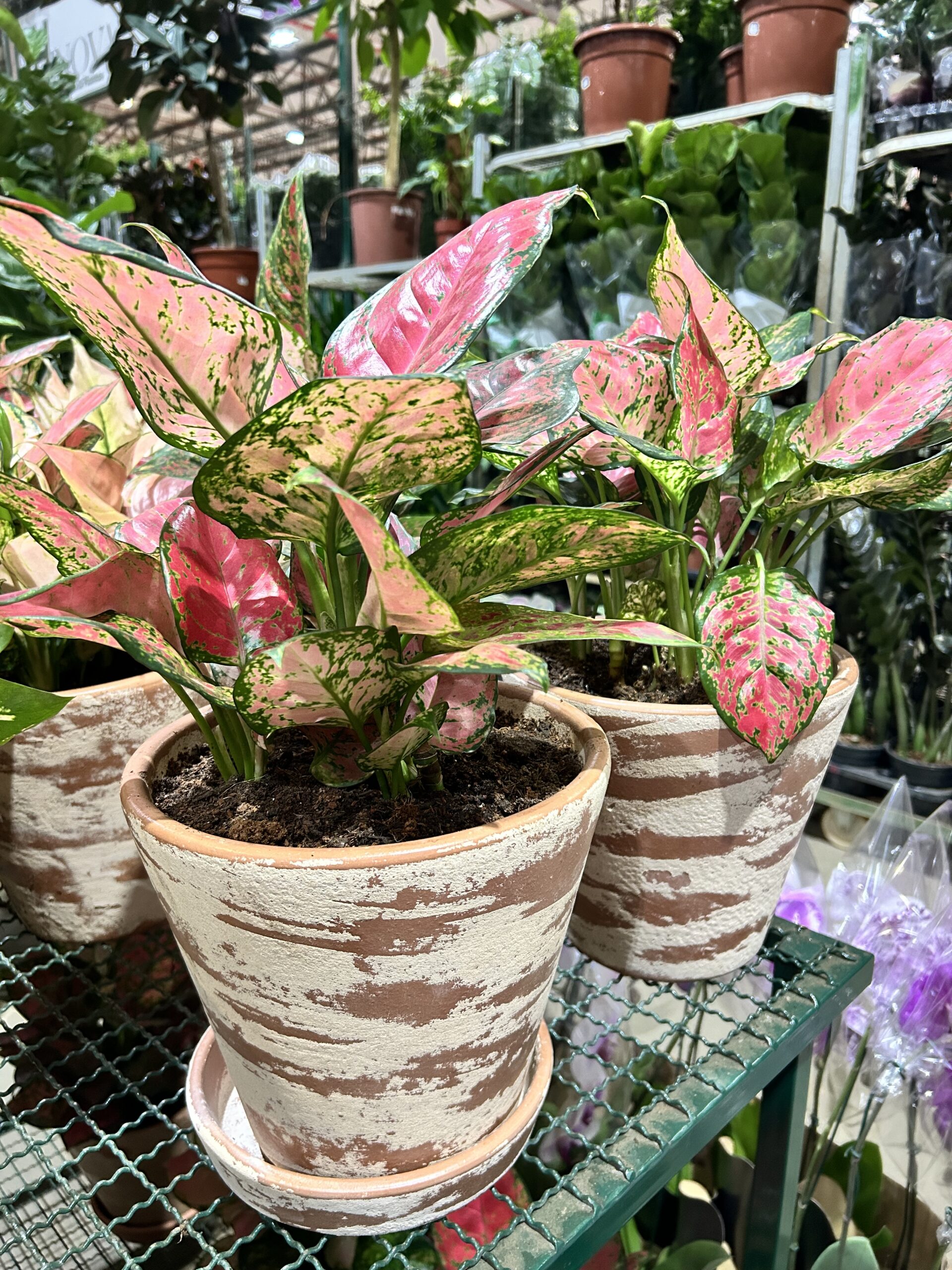 Aglaonema no Vaso Decorado G